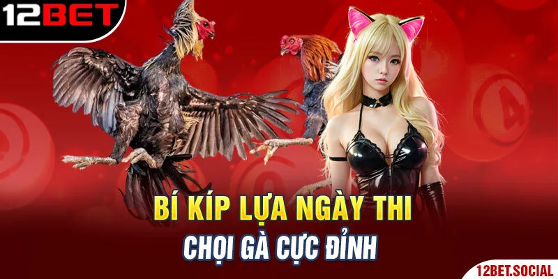 Bí kíp lựa ngày thi chọi gà cực đỉnh