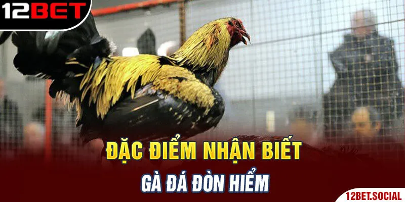 Đặc điểm nhận biết gà đá đòn hiểm