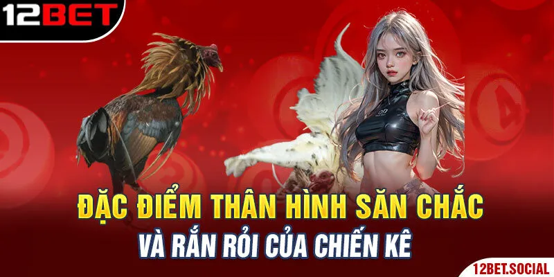 Đặc điểm thân hình săn chắc và rắn rỏi của chiến kê 