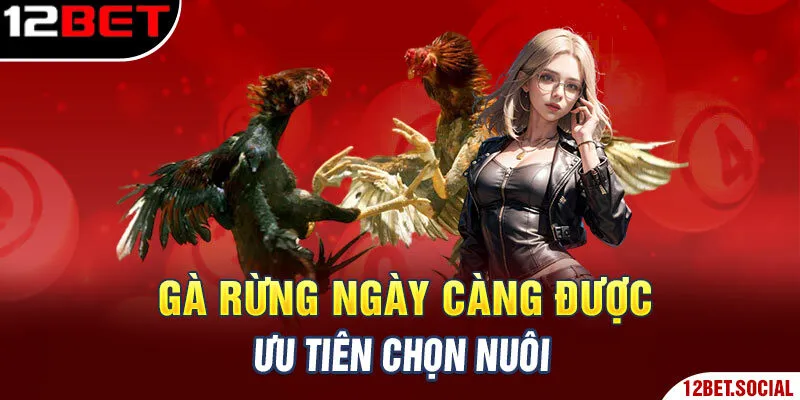 Gà rừng ngày càng được ưu tiên chọn nuôi