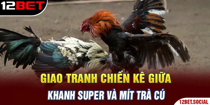 Giao tranh chiến kê giữa Khanh Super và Mít trà cú