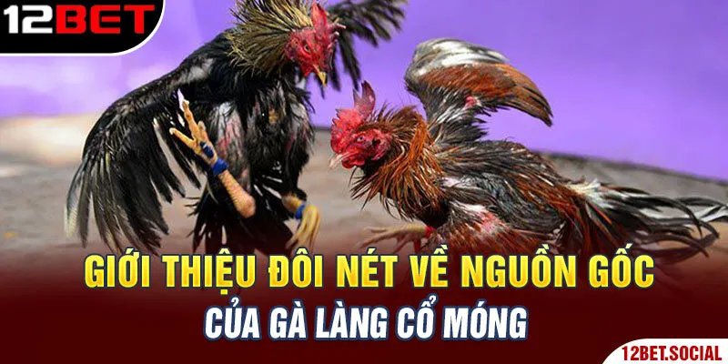 Giới thiệu đôi nét về nguồn gốc của gà làng Cổ Móng