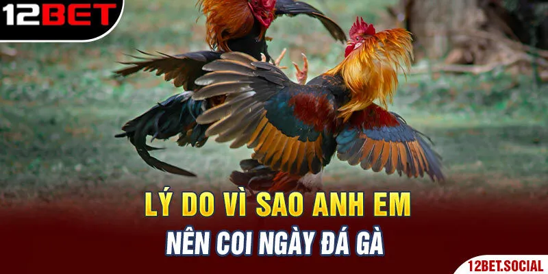 Lý do vì sao anh em nên coi ngày đá gà