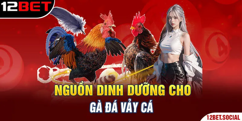 Nguồn dinh dưỡng cho gà đá vảy cá