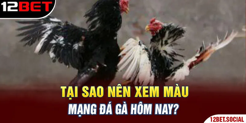 Tại sao nên xem màu mạng đá gà hôm nay?