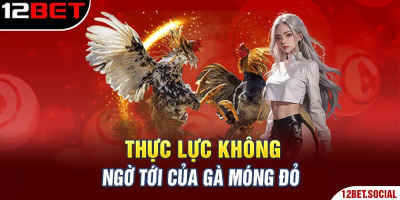 Thực lực không ngờ tới của gà móng đỏ