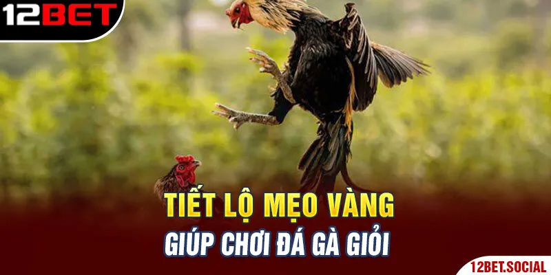 Tiết lộ mẹo vàng giúp chơi đá gà giỏi